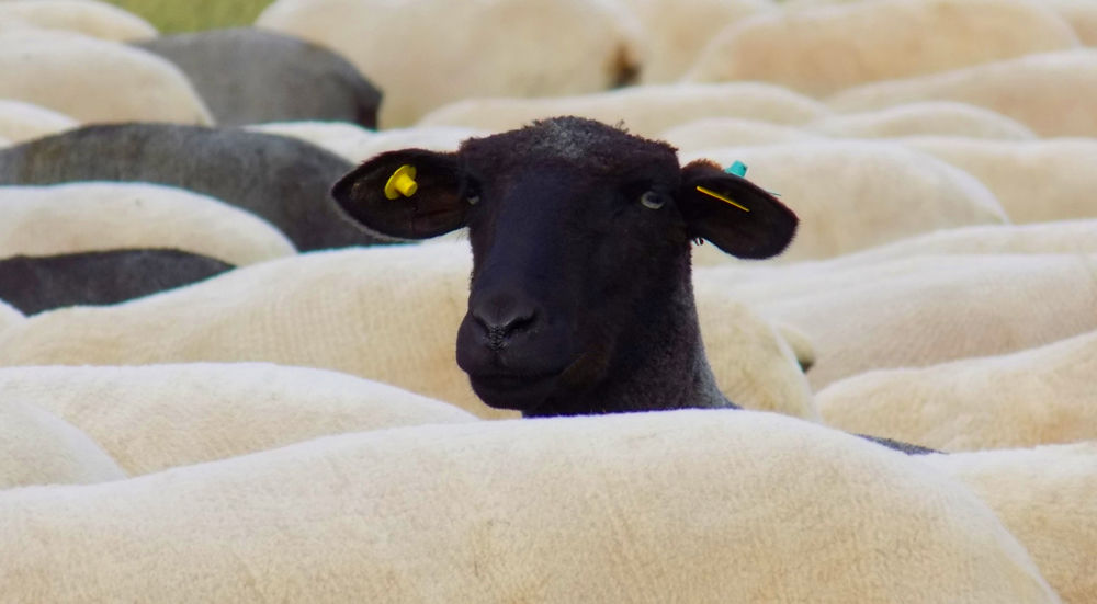 Mit der PROMOS Sanktionslistenprüfung auf schwarze Schafe in Ihren Geschäftskontakten prüfen